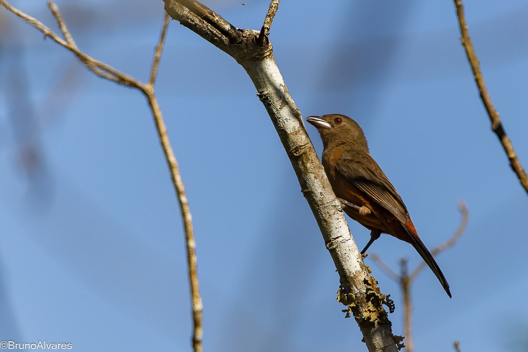 Brazilian Tanager - ML642174989
