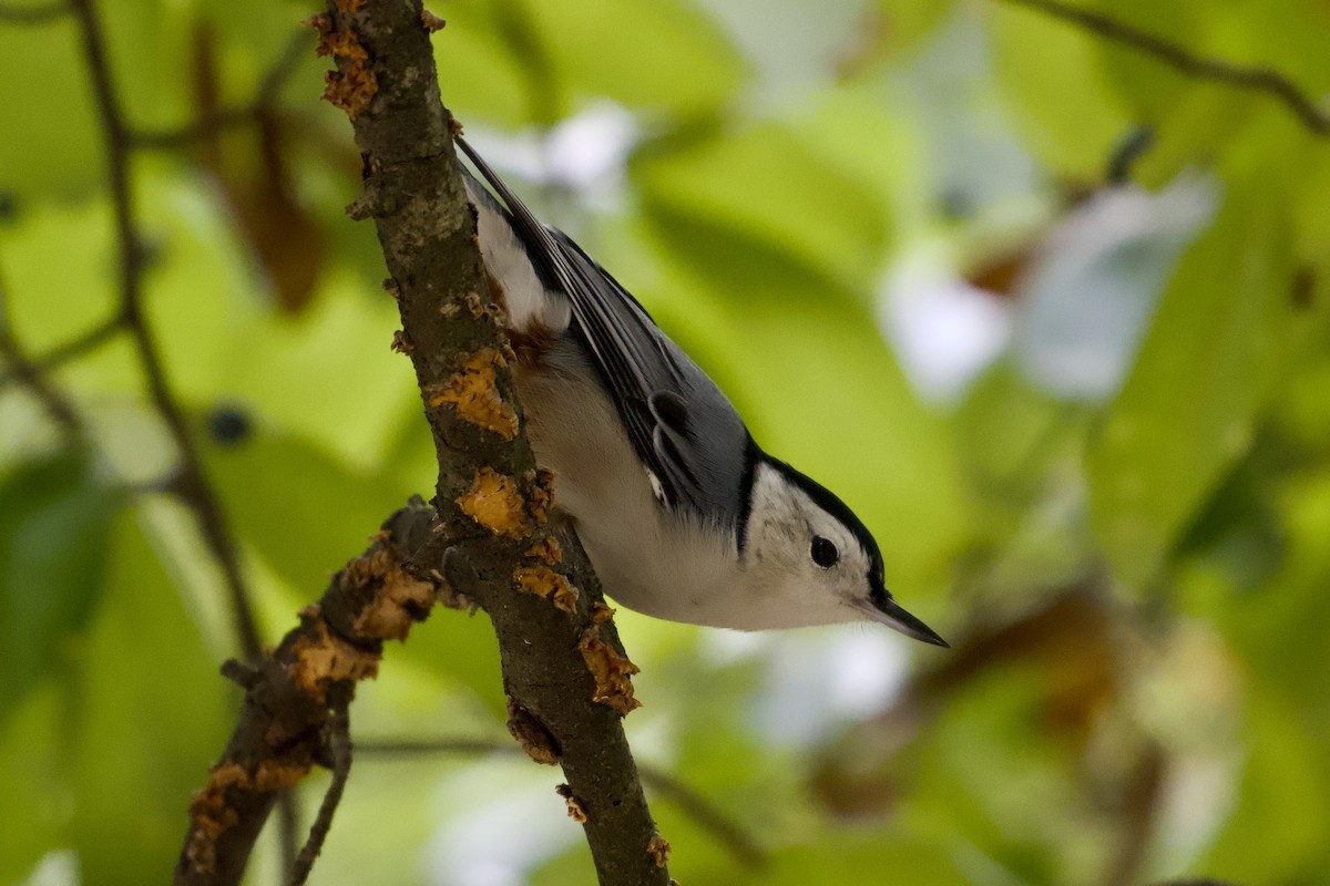 White-breasted Nuthatch - ML642174990