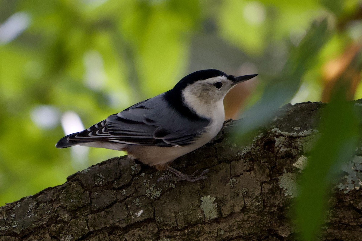 White-breasted Nuthatch - ML642174991