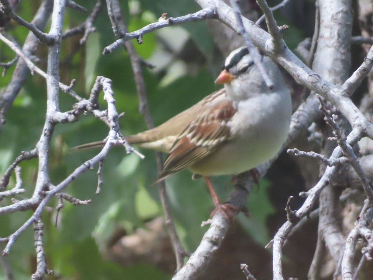 White-crowned Sparrow - ML642174994