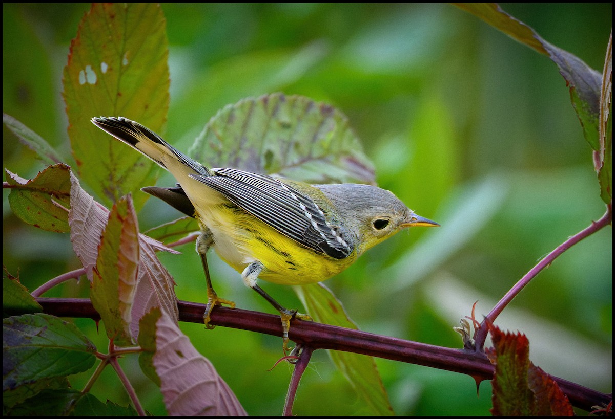 American Redstart - ML642174995