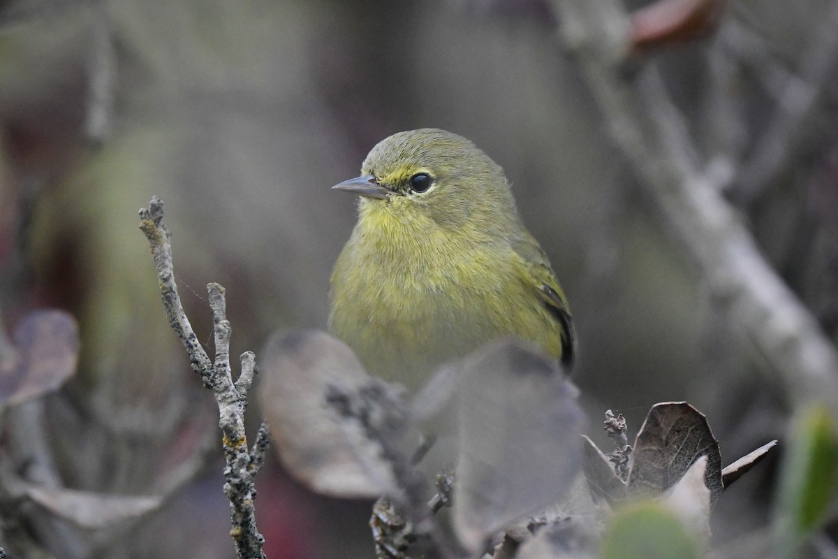 Orange-crowned Warbler - ML642174997