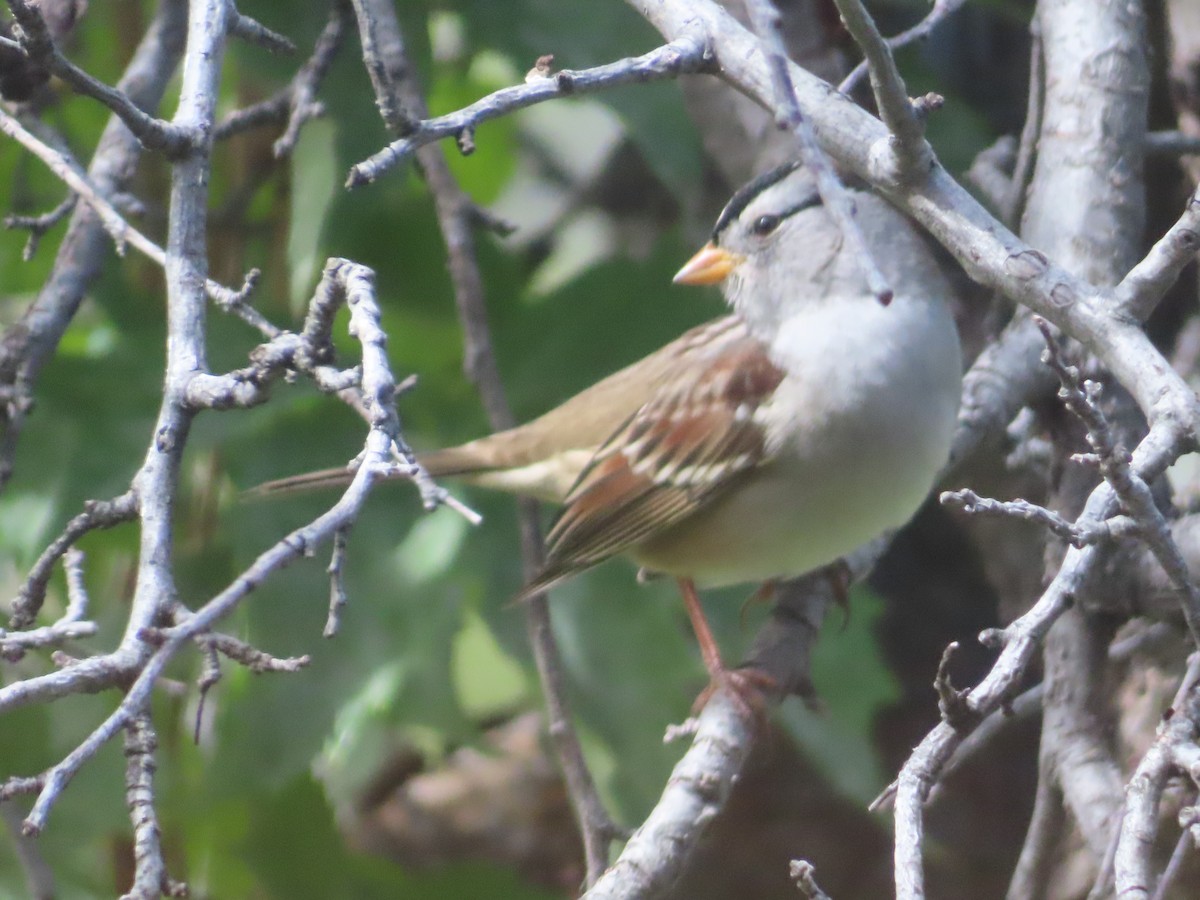 White-crowned Sparrow - ML642174998