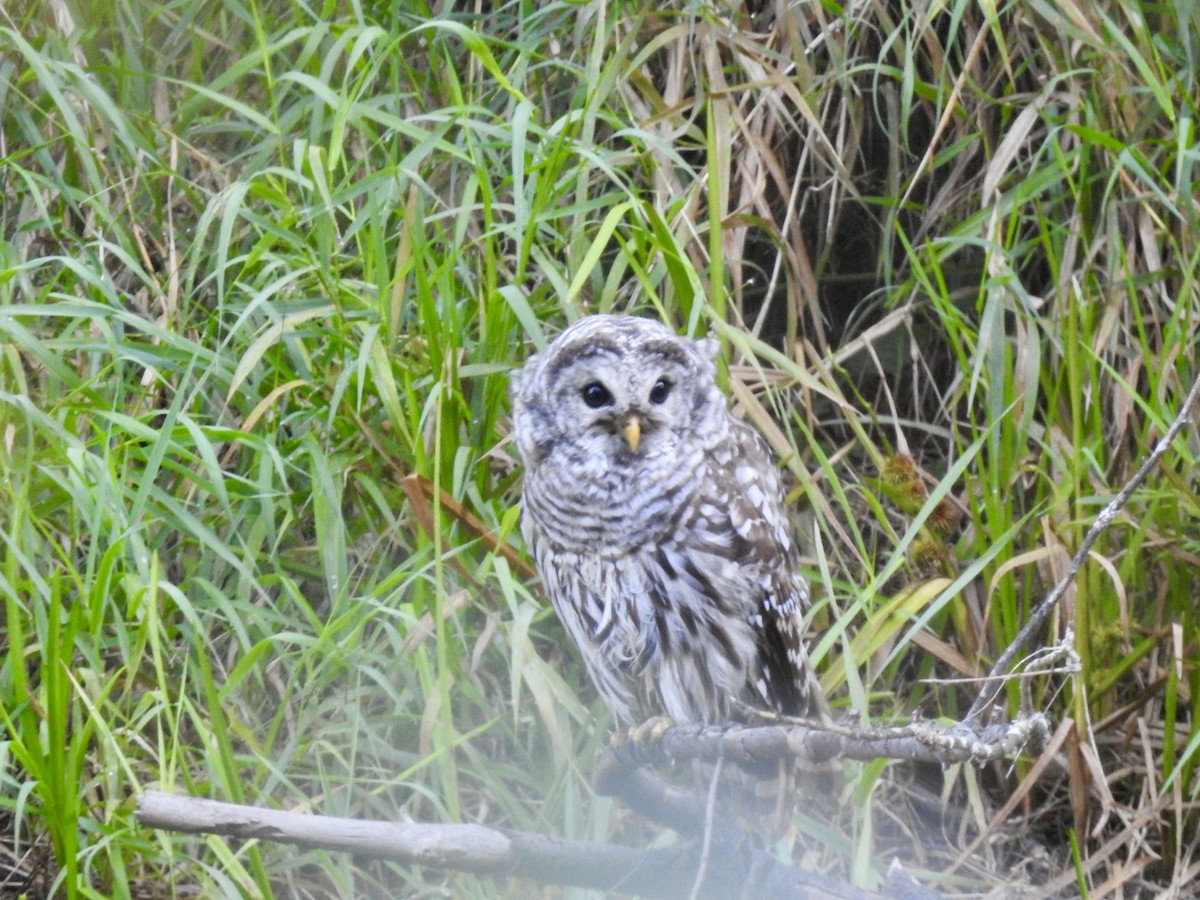 Barred Owl - ML642174999