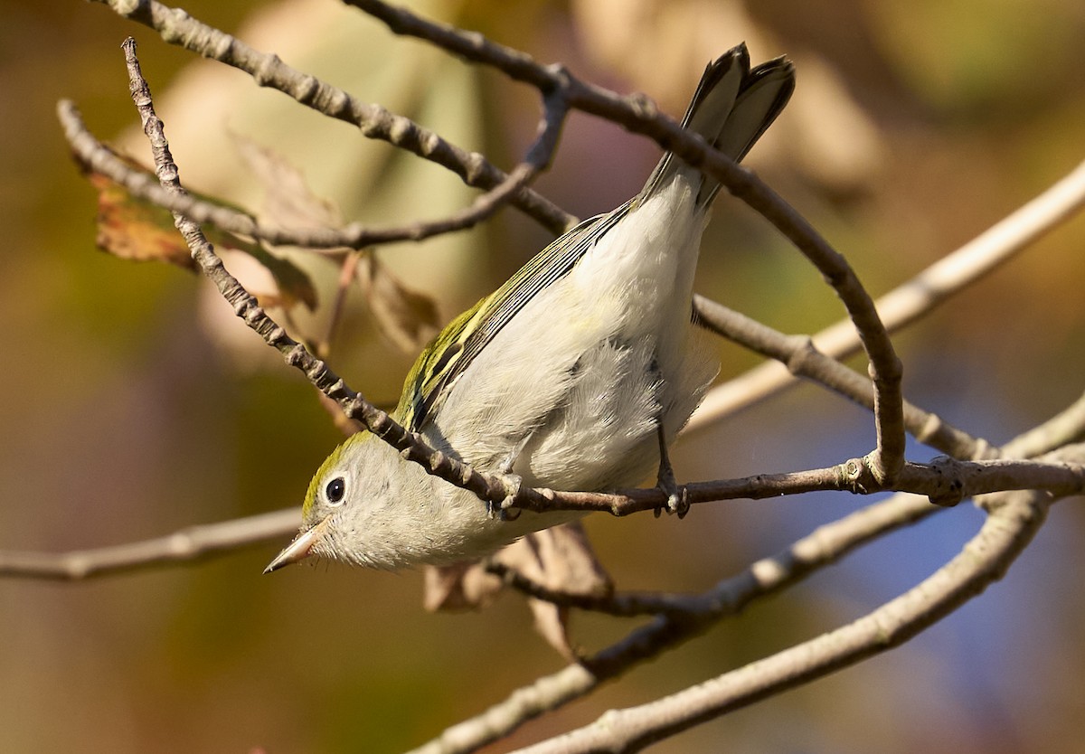 Chestnut-sided Warbler - ML642175000