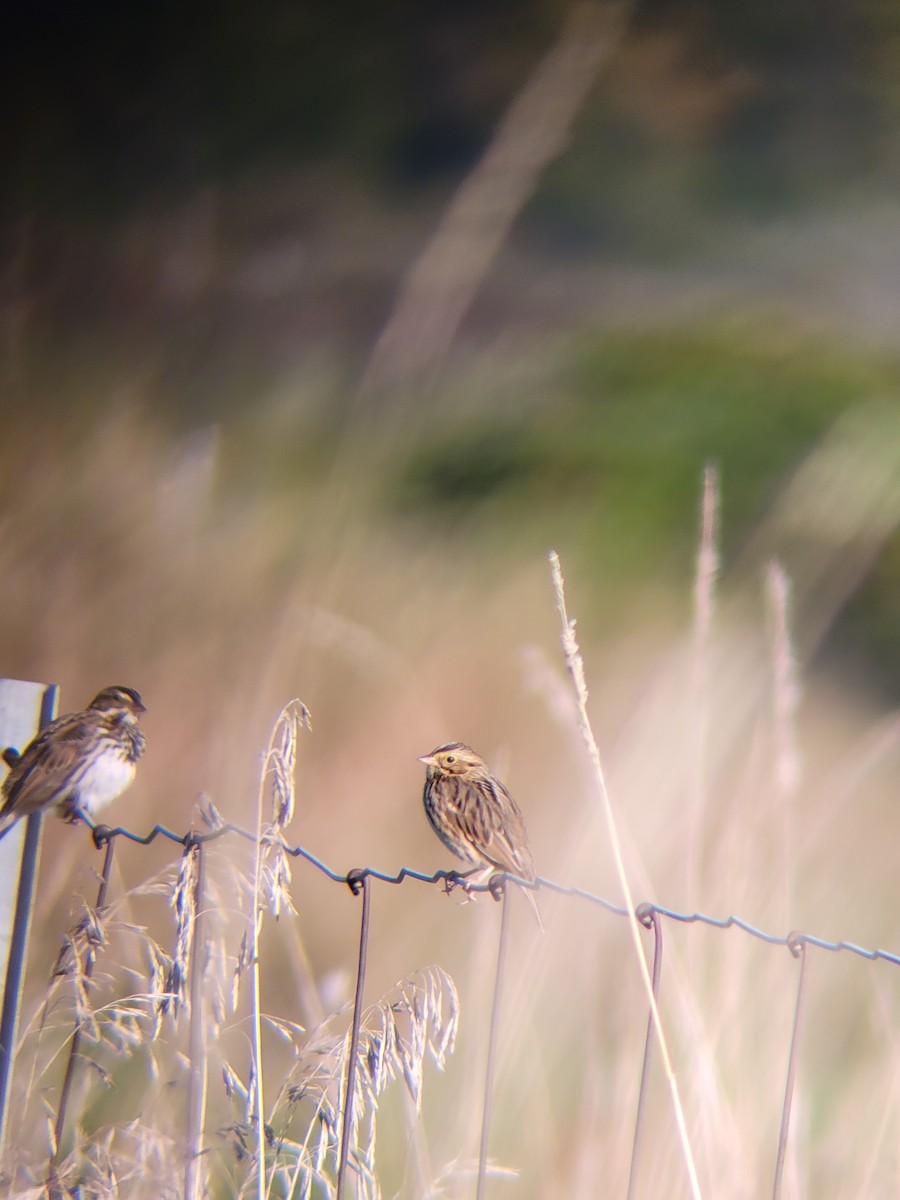 Savannah Sparrow - ML642175023