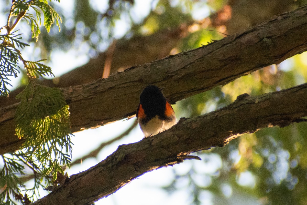 American Redstart - ML642175030