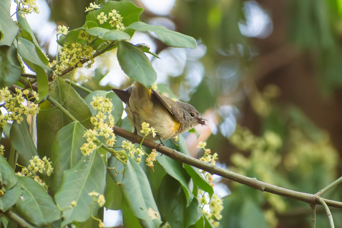 American Redstart - ML642175031