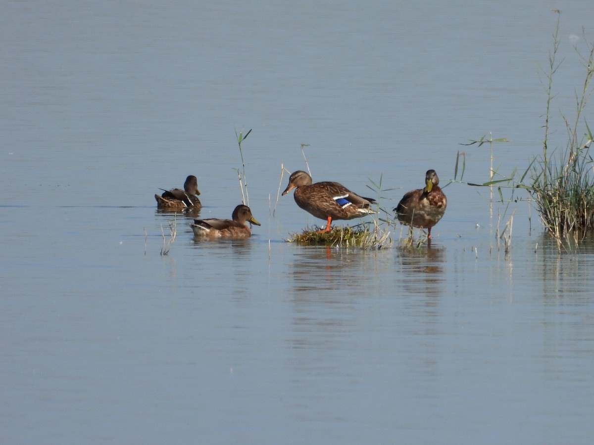 Mallard - ML642175039