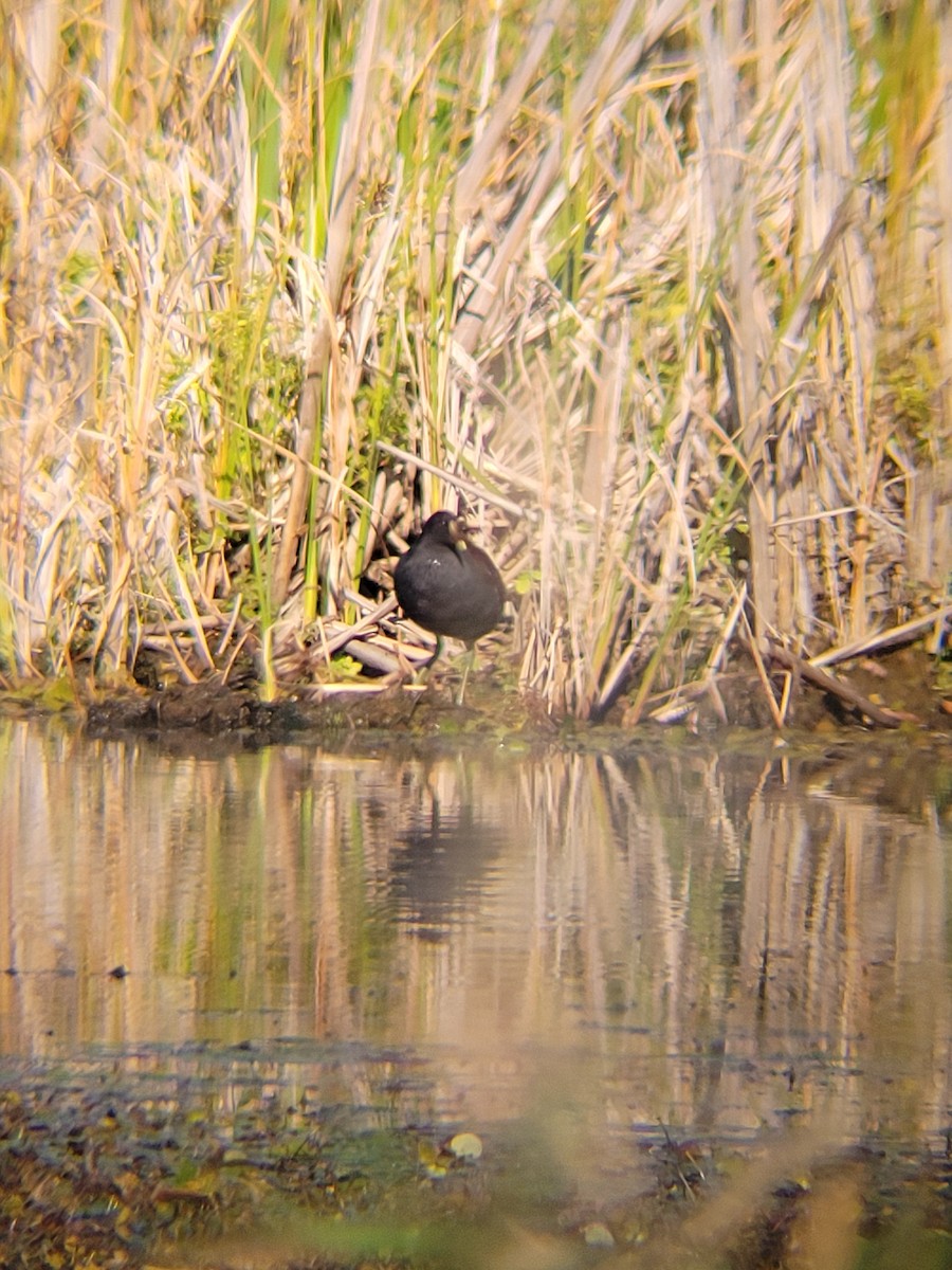 Common Gallinule - ML642175040