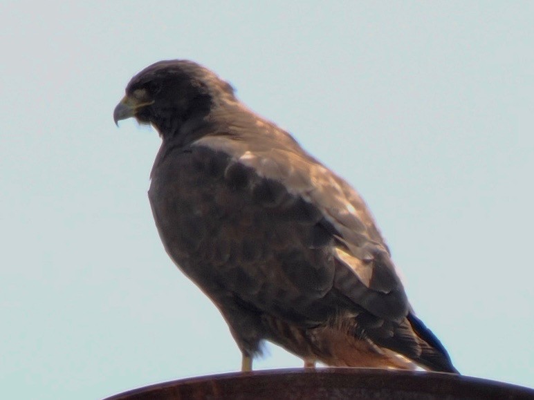 Rotschwanzbussard - ML642175042