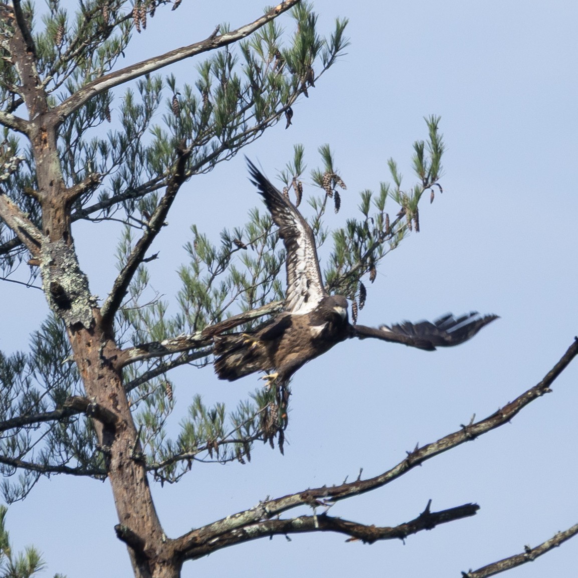 Bald Eagle - ML642175048