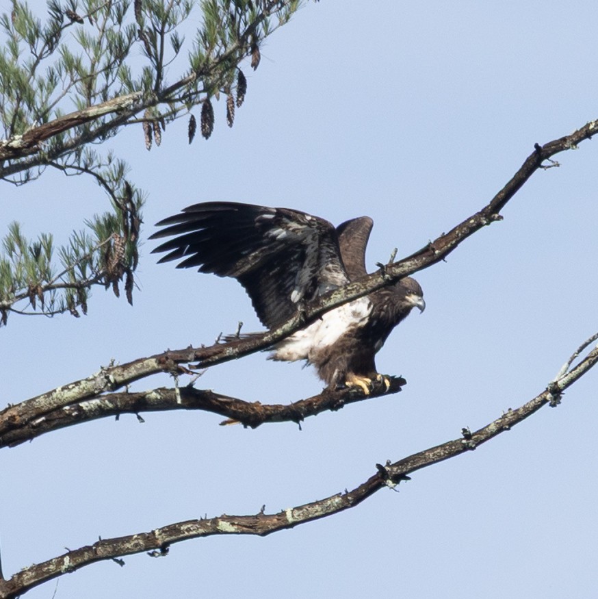 Bald Eagle - ML642175049