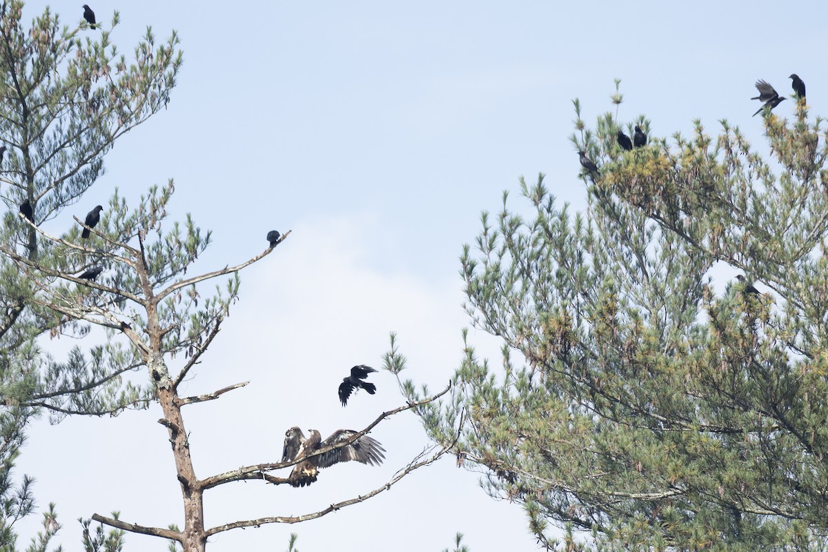 Bald Eagle - ML642175051