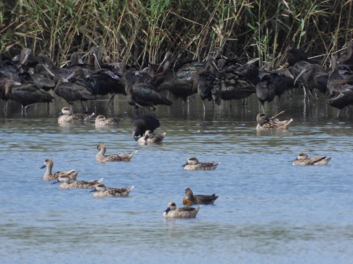 Marbled Duck - ML642175070