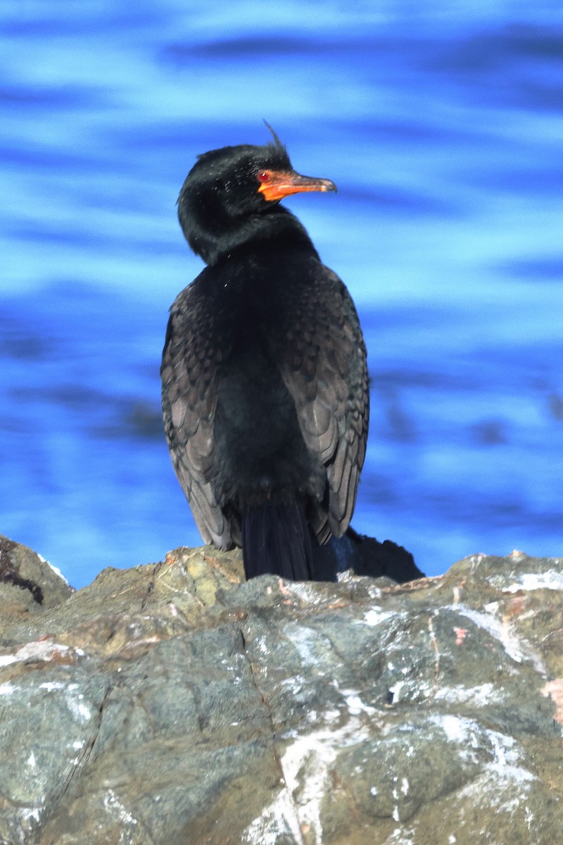 Crowned Cormorant - ML642175075