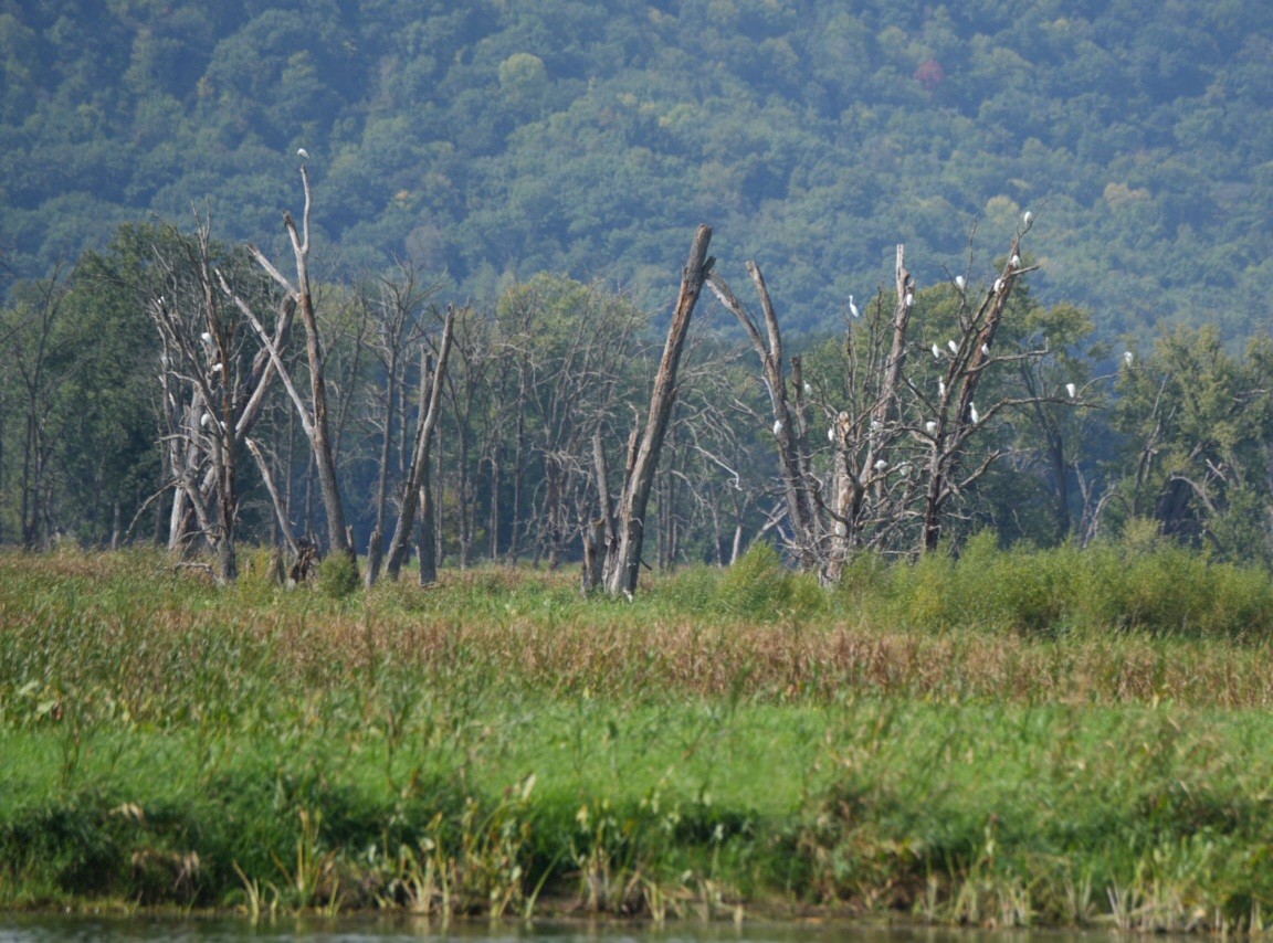 Silberreiher - ML642175099