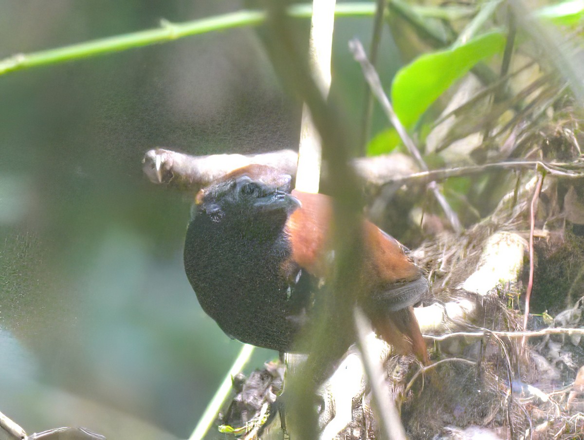 Cordillera Azul Antbird - ML642175108