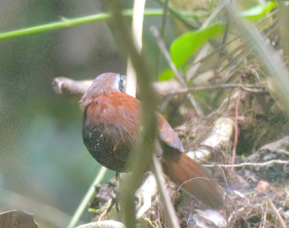 Cordillera Azul Antbird - ML642175109
