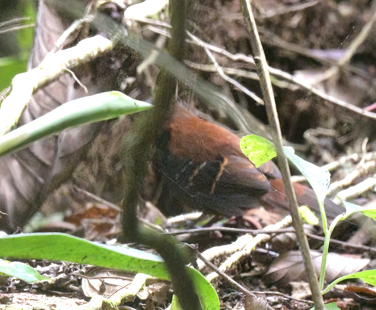 Cordillera Azul Antbird - ML642175110