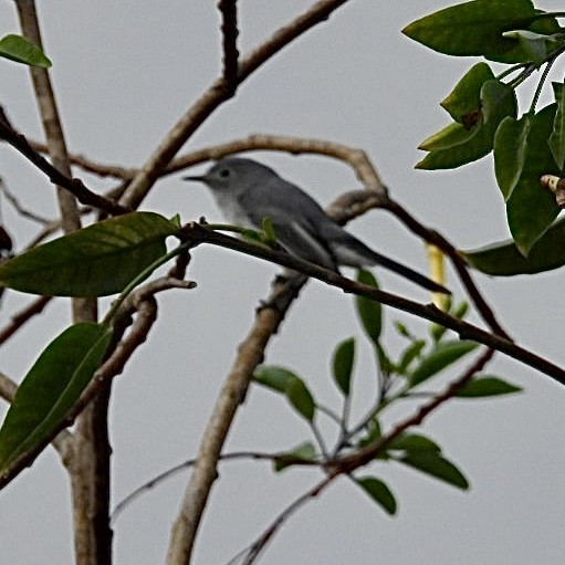 Blue-gray Gnatcatcher - ML642175113