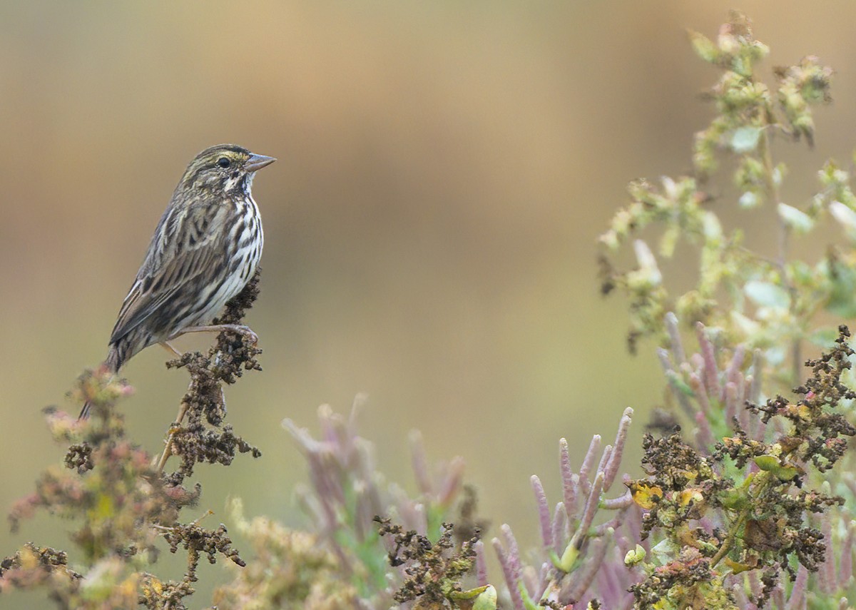 Savannah Sparrow - ML642175116