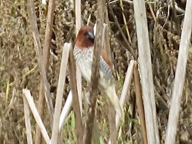 Scaly-breasted Munia - ML642175118