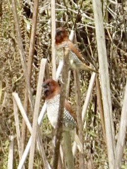 Scaly-breasted Munia - ML642175119