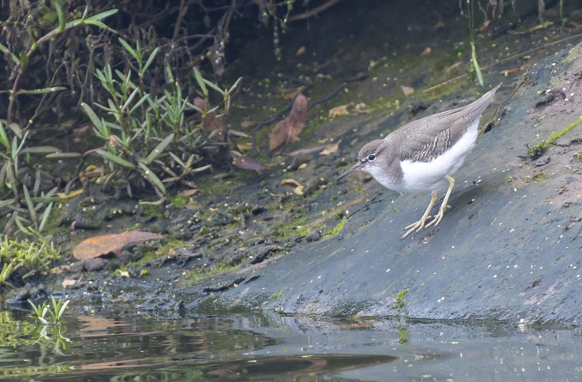Spotted Sandpiper - ML642175123