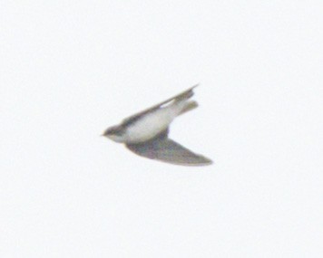 Tree Swallow - ML642175126