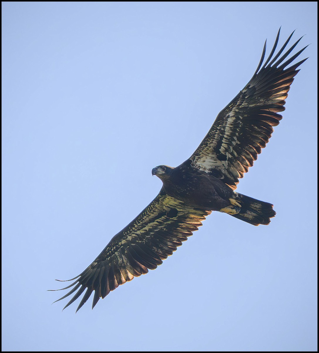 Bald Eagle - ML642175130