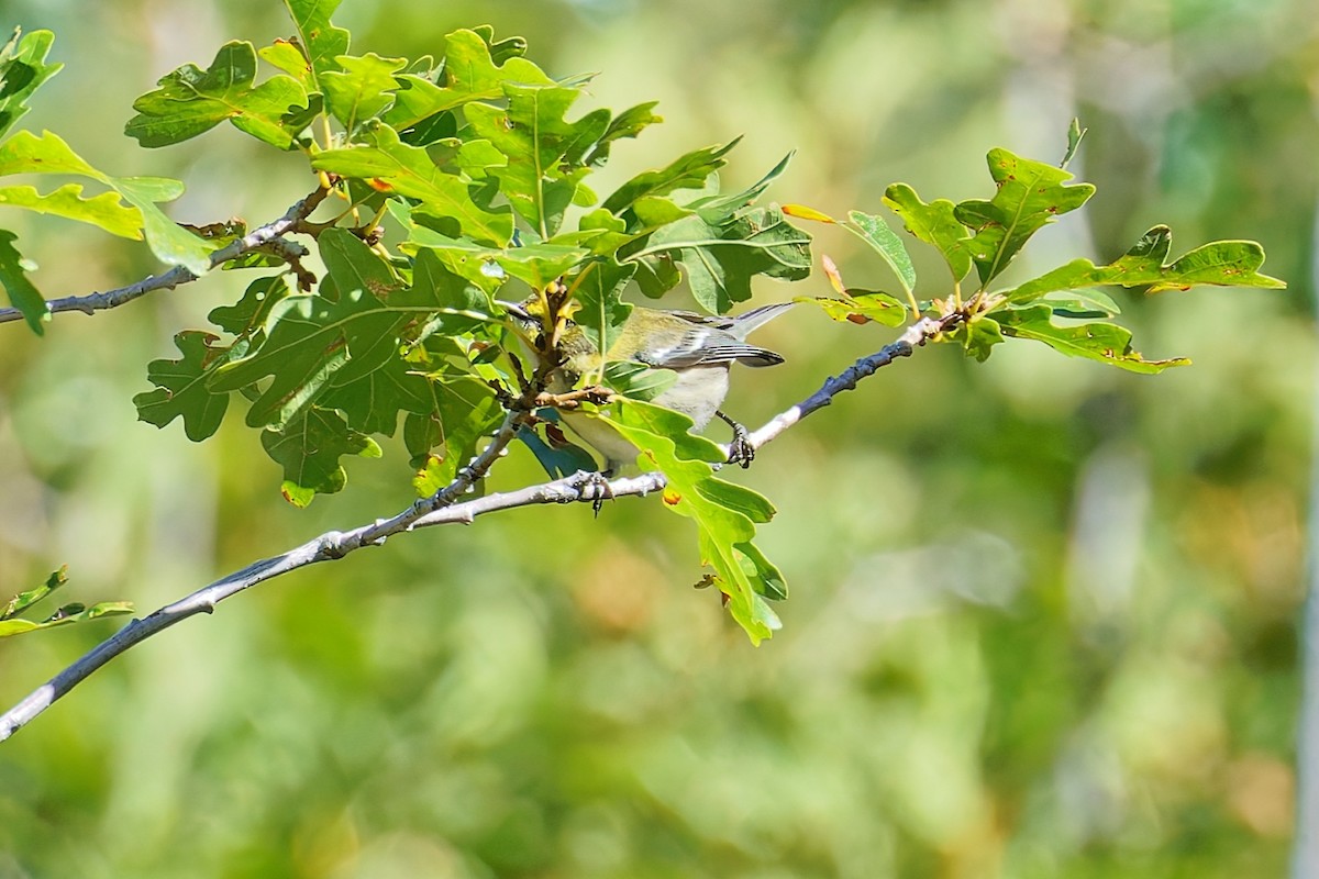 Townsend's x Black-throated Green Warbler (hybrid) - ML642175131