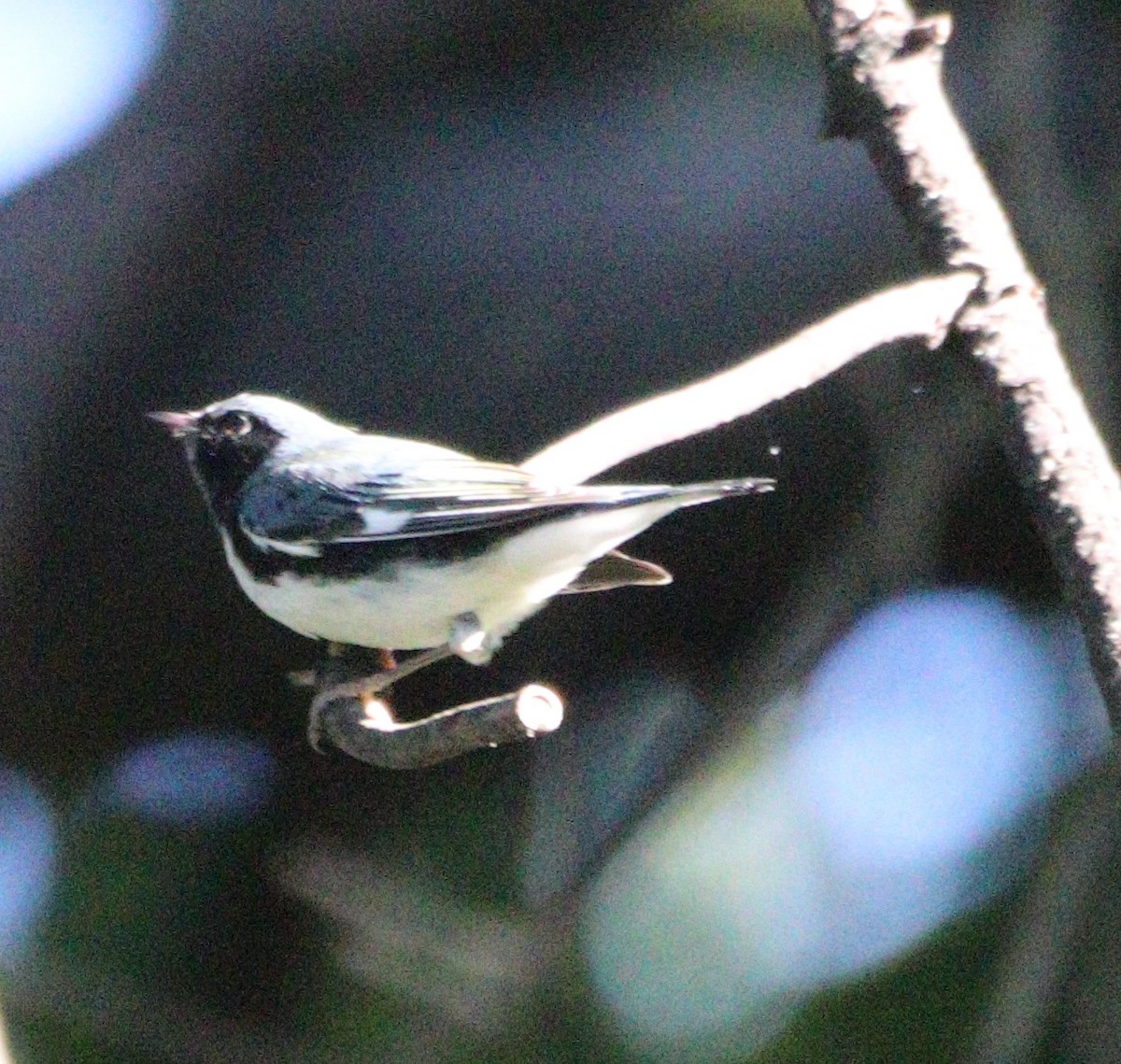 Black-throated Blue Warbler - ML642175143