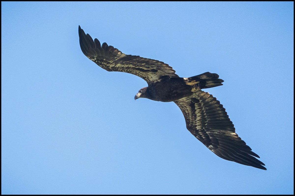 Bald Eagle - ML642175145