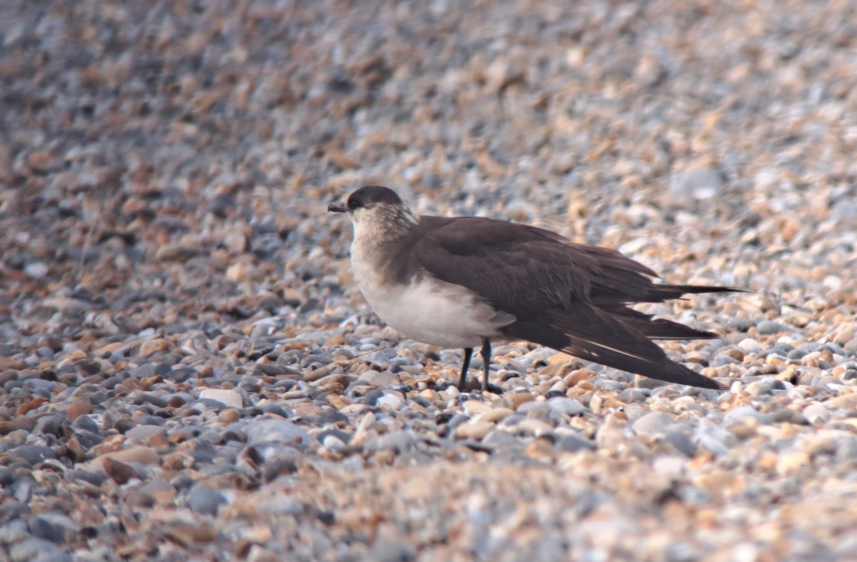 Parasitic Jaeger - ML642175151