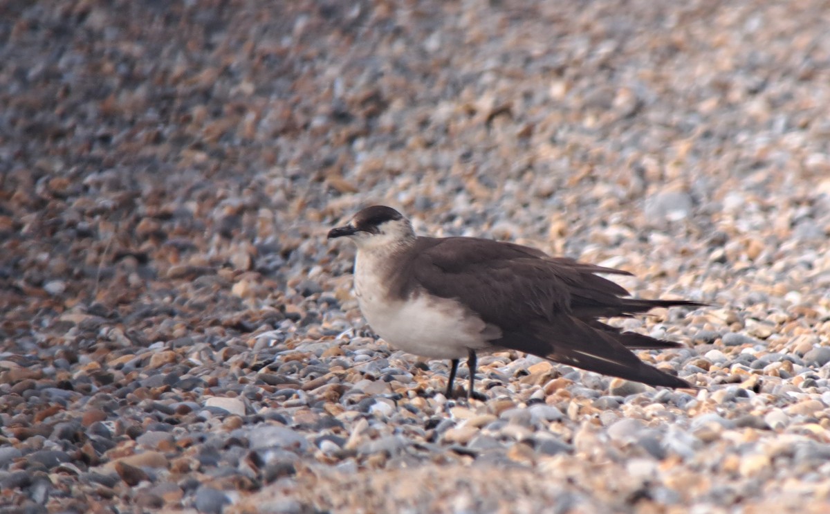Parasitic Jaeger - ML642175152