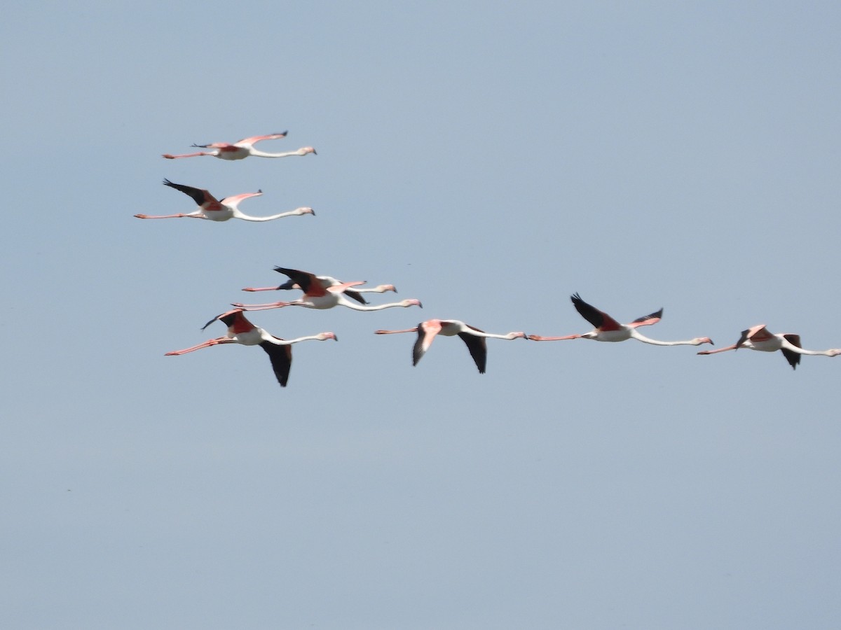Greater Flamingo - ML642175164