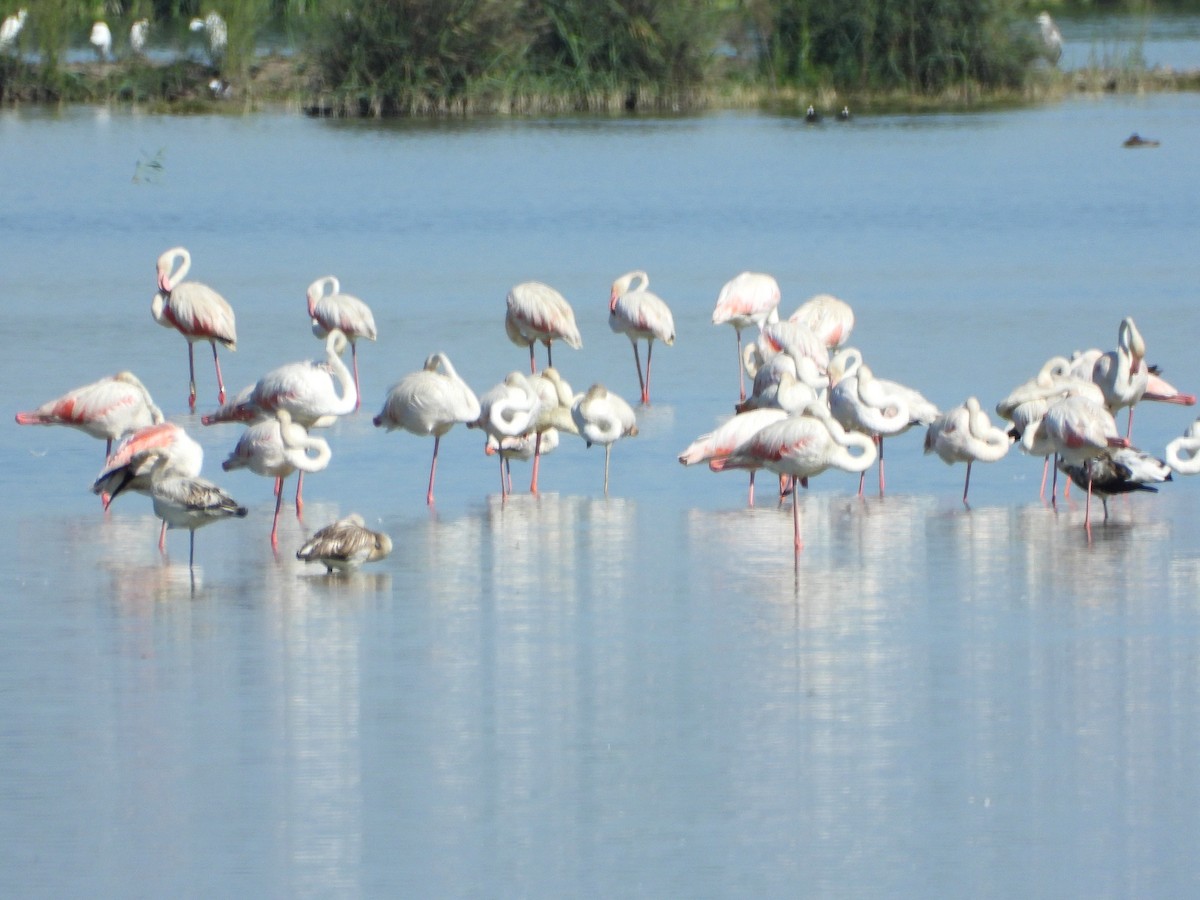 Greater Flamingo - ML642175167