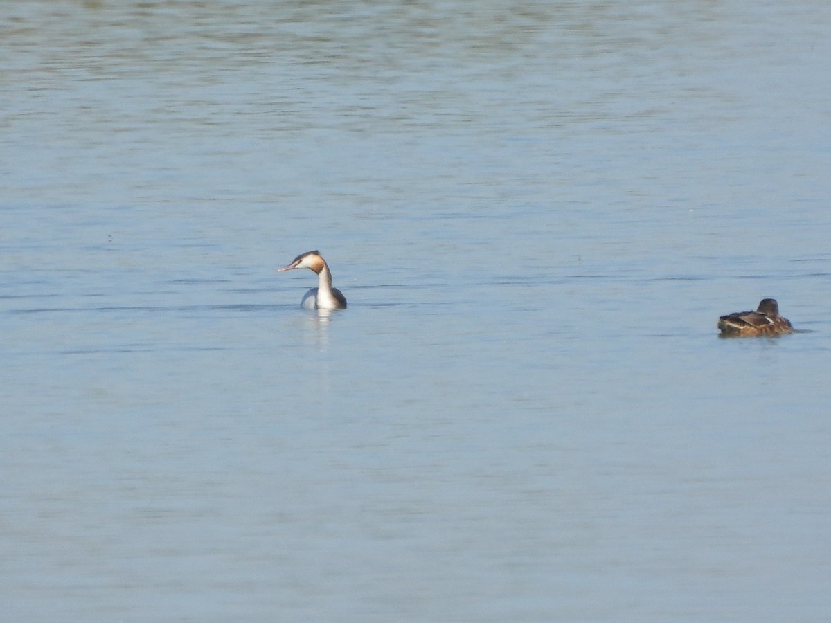 Great Crested Grebe - ML642175184