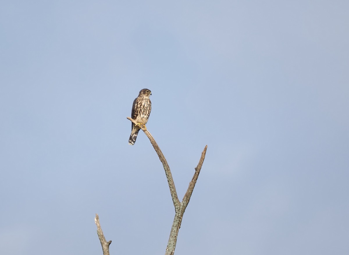 Merlin - ML642175188