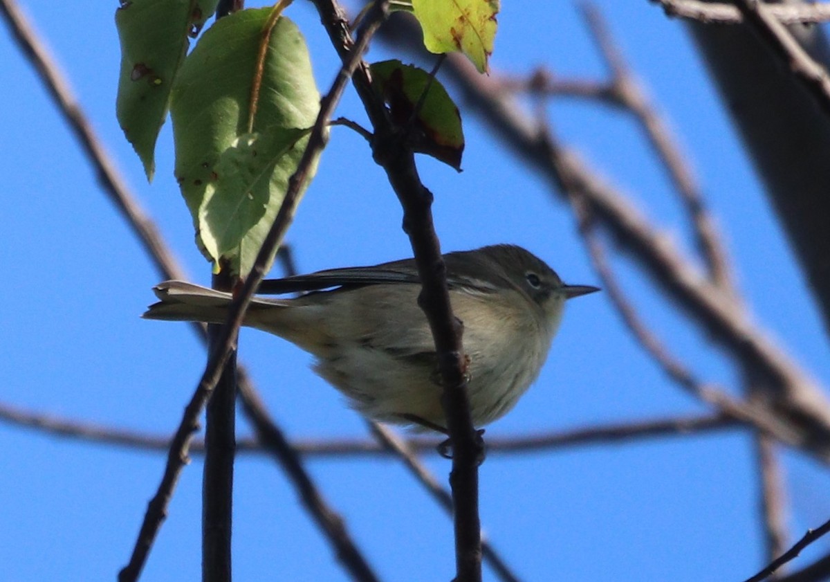 Pine Warbler - ML642175190