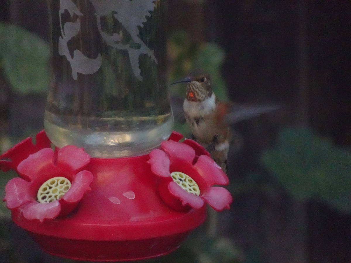 Rufous Hummingbird - ML642175198