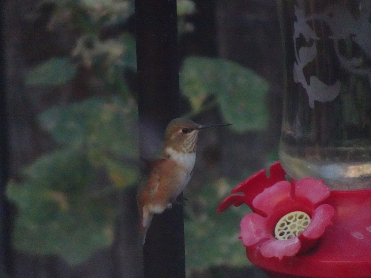 Rufous Hummingbird - ML642175199