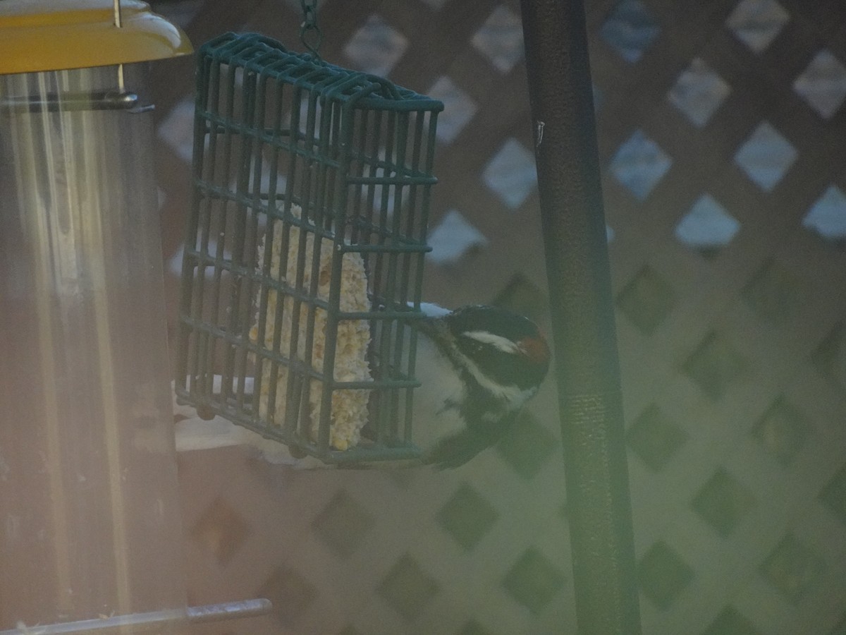 Hairy Woodpecker - ML642175212