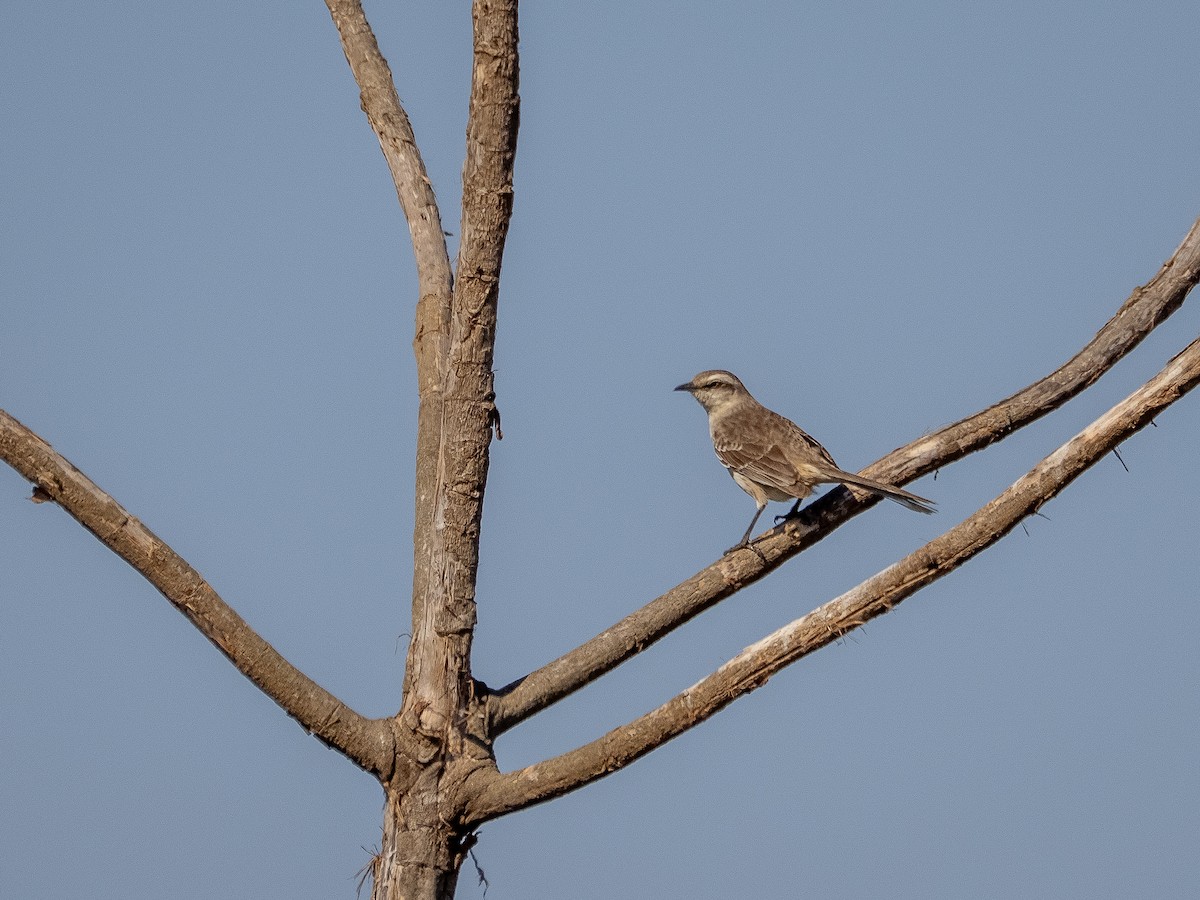 Chalk-browed Mockingbird - ML642175214