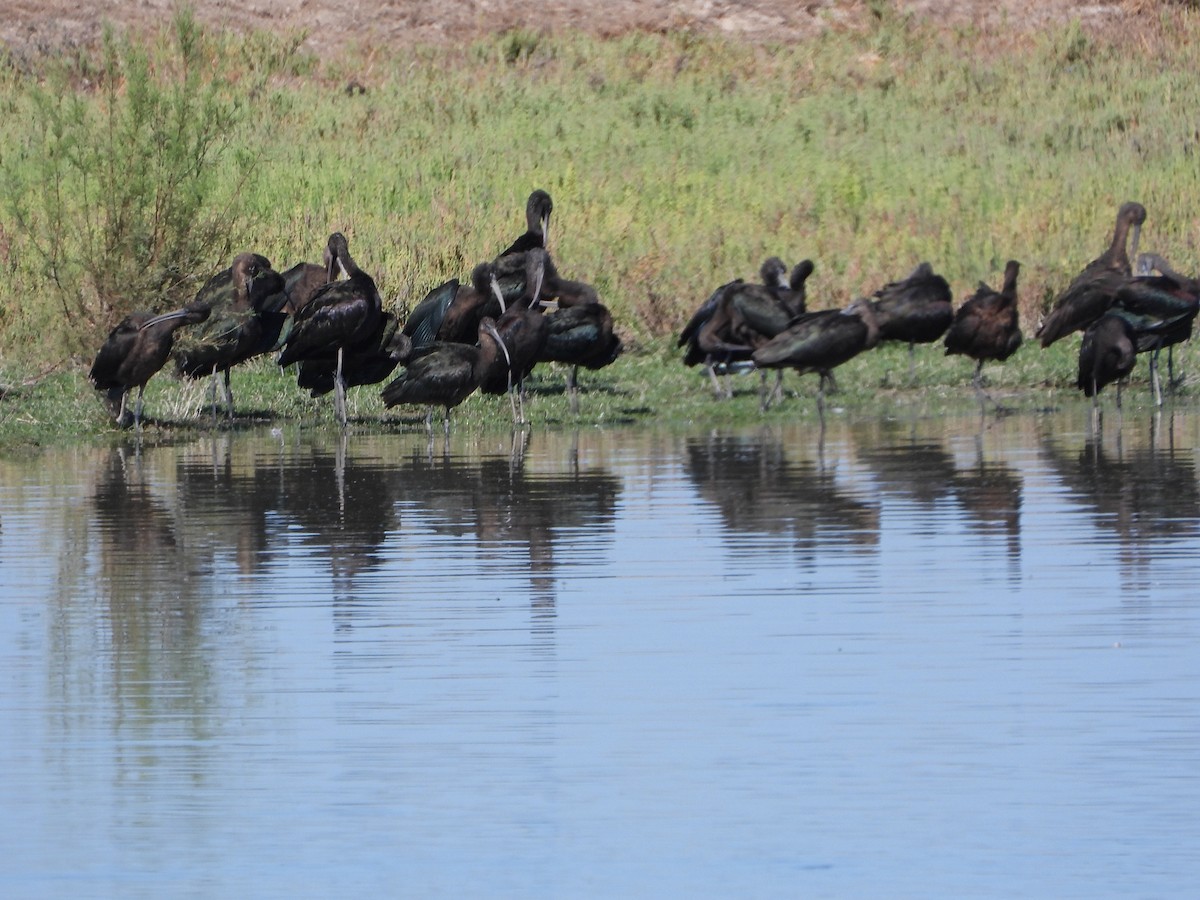 Glossy Ibis - ML642175216