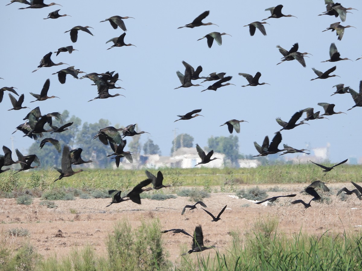 Glossy Ibis - ML642175217