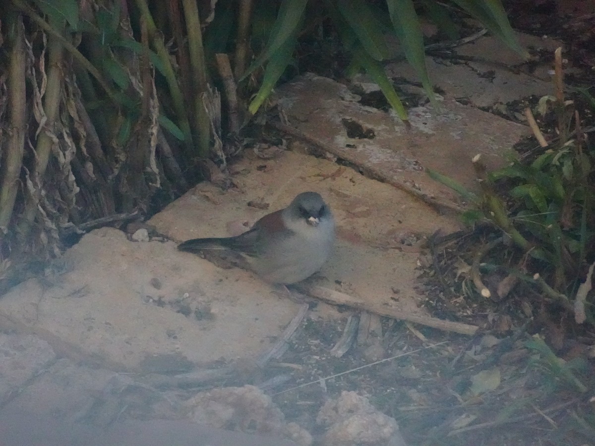 Dark-eyed Junco - ML642175228