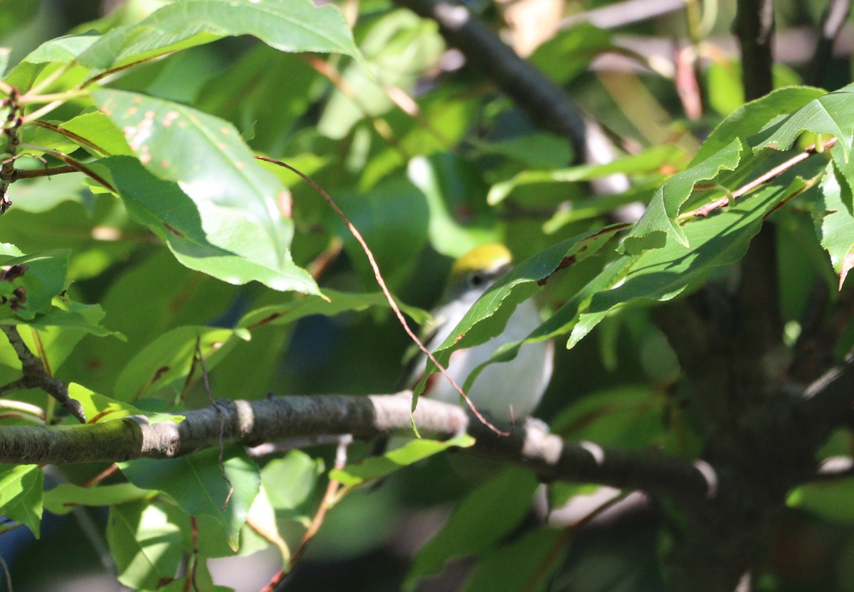 Chestnut-sided Warbler - ML642175235