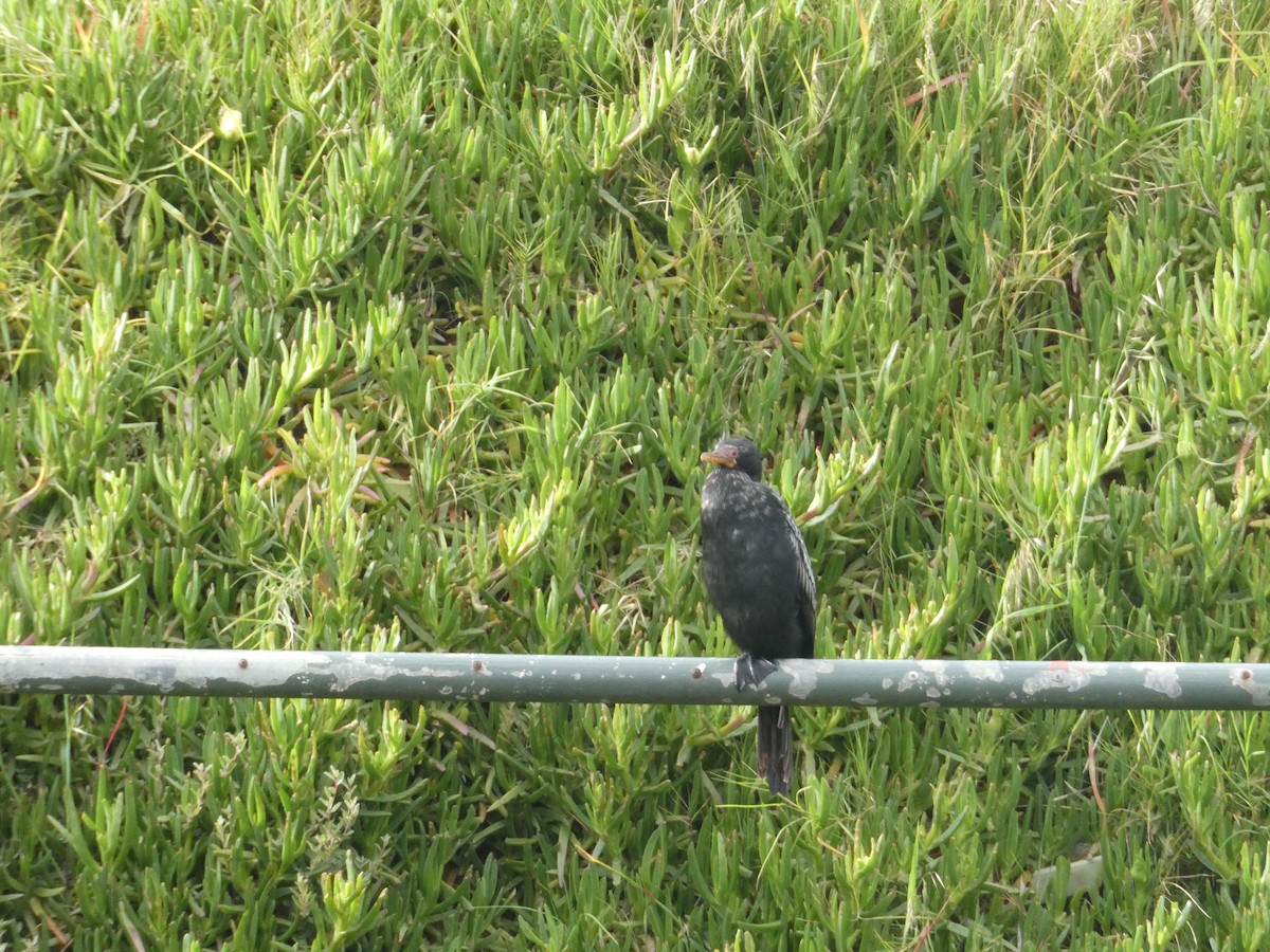 Reed Cormorant - ML642175236